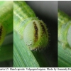 thym lineola larva5 volg3